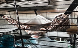 Ferret rodents for sale: 2 Hobs - Image 8
