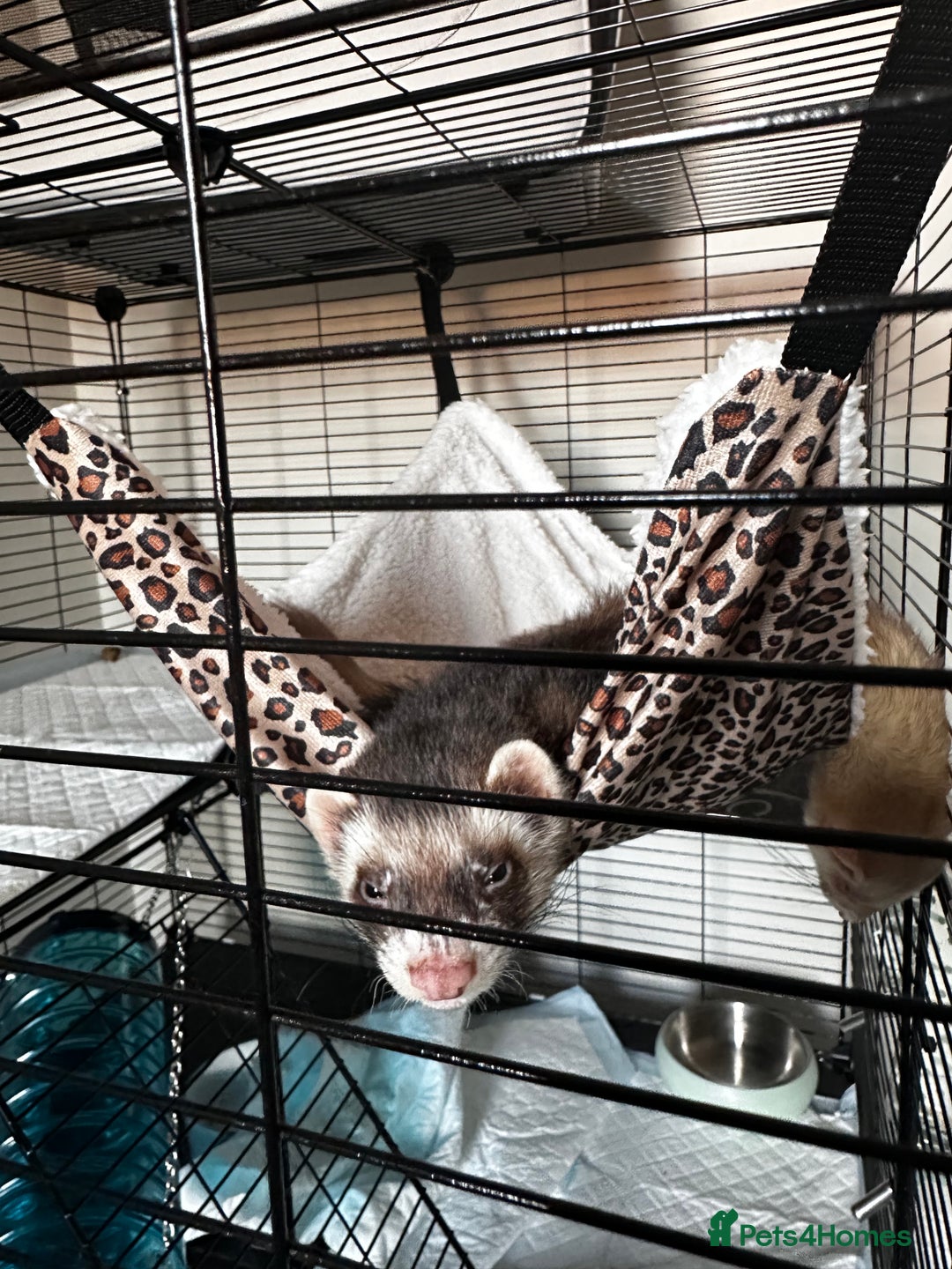 Ferret rodents for sale: 2 Hobs - Image 8