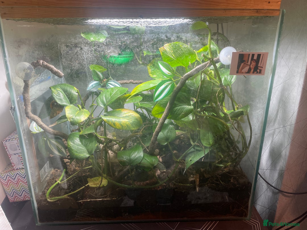 Frog reptiles for sale: Whites Tree Frogs and Enclosure - Image 5