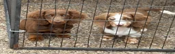 Miniature Dachshund dogs for stud: Long haired miniature dachshund for Stud  - Advert 9