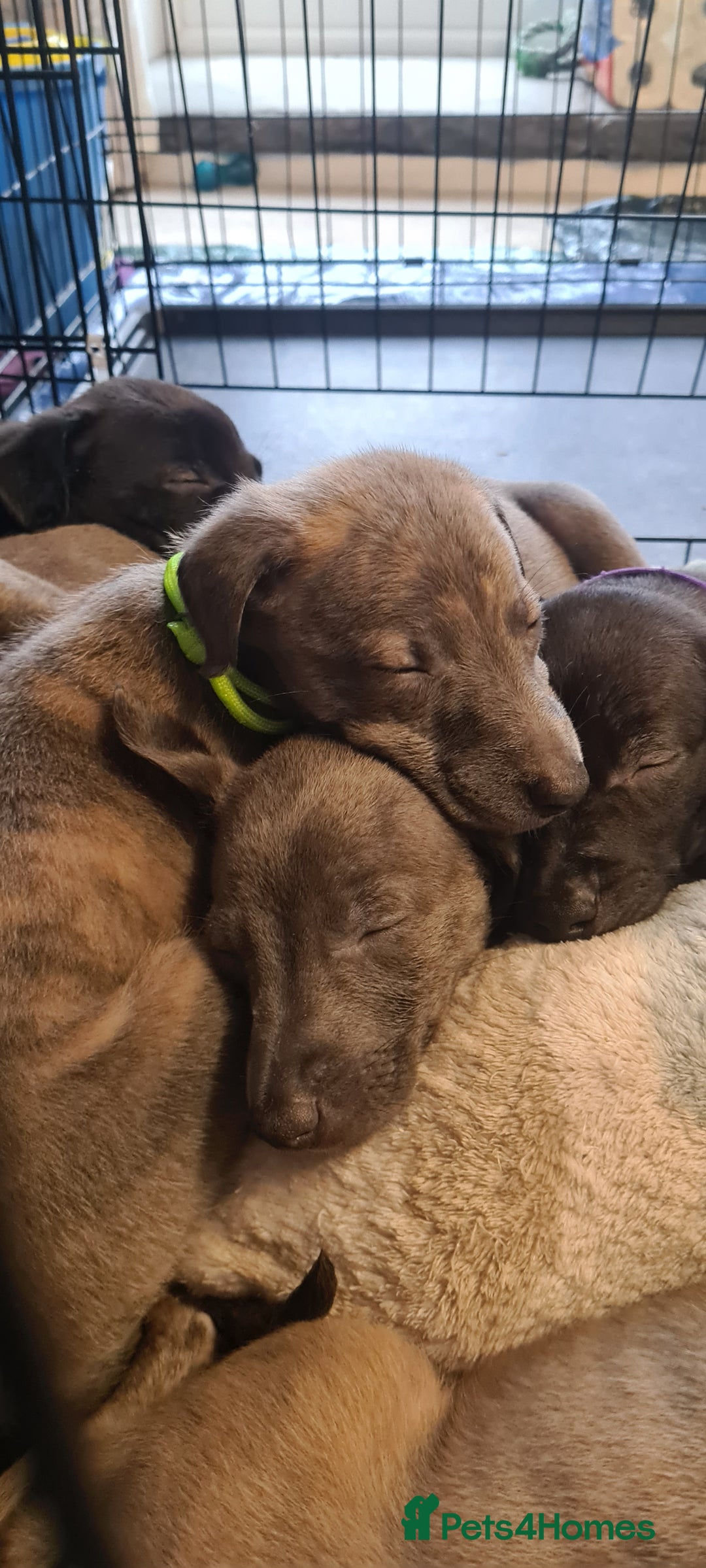 Whippet dogs for sale: KC Registered Whippet Puppies Scotland - Image 12