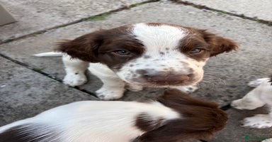 English Springer Spaniel dogs - Advert 16