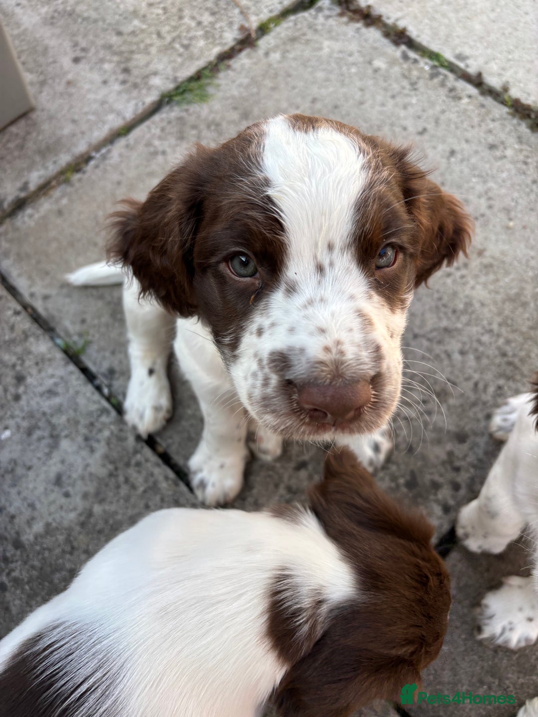 English Springer Spaniel dogs for sale: KENNEL CLUB Pedigree Springer Spaniel Puppies - Image 3