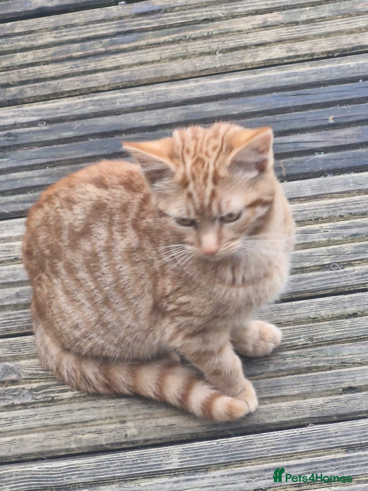 Mixed Breed cats Gorgeous tortoiseshell and tabby kittens - Advert 1