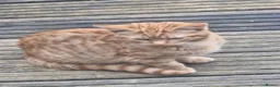 Mixed Breed cats for sale: Gorgeous tortoiseshell and tabby kittens - Advert 1