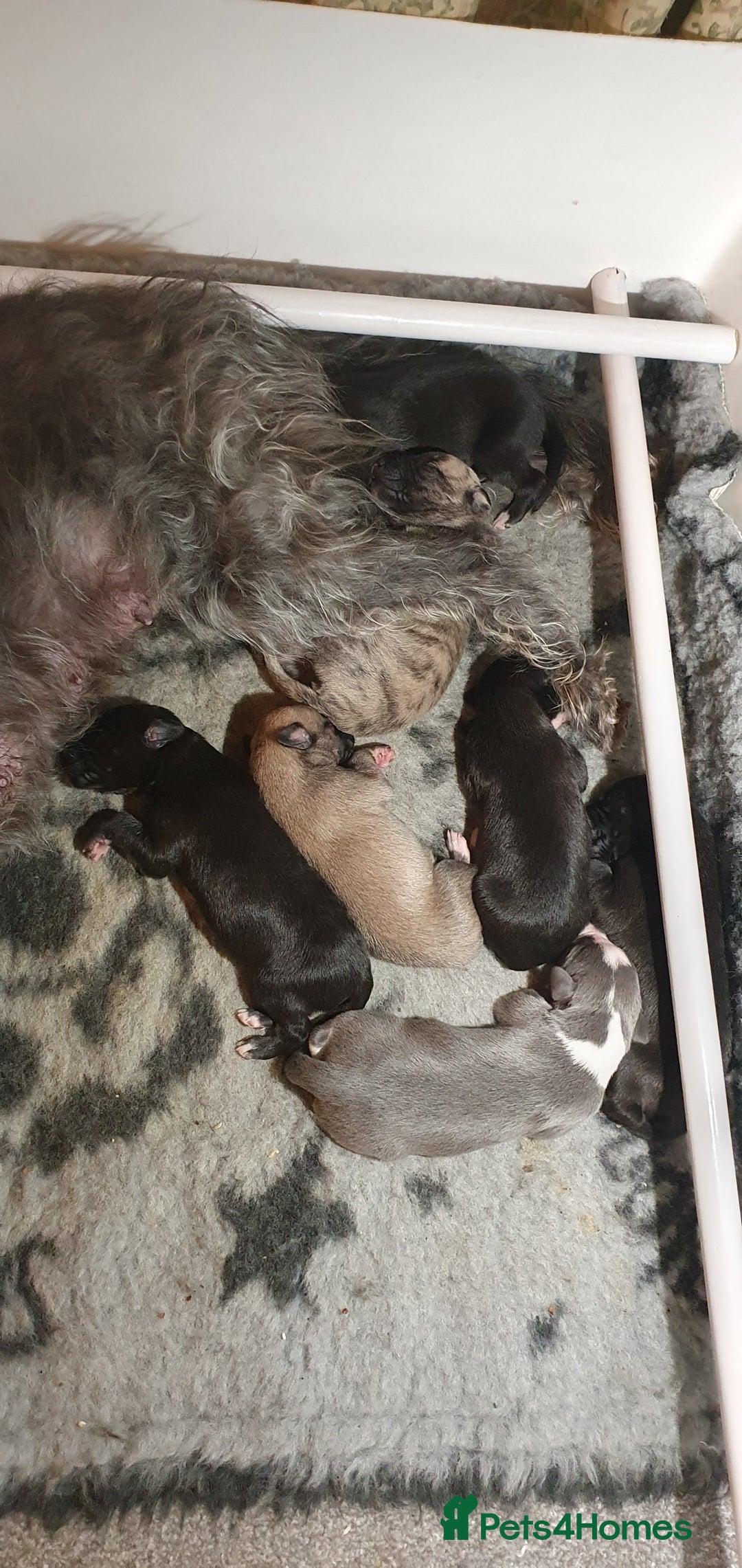 Mixed Breed dogs for sale: Beddy whippet pups - Advert 2