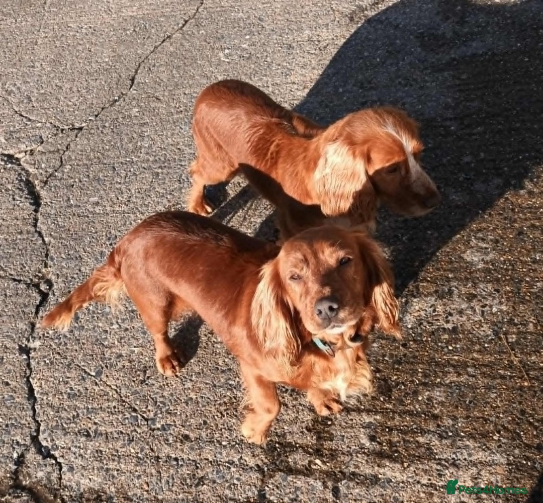 Cocker Spaniel dogs for sale: LOOKING FOR A NEW LOVING HOME - Advert 5