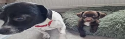 Mixed Breed dogs for sale: Female jackchi puppy waiting for forever home - Advert 5