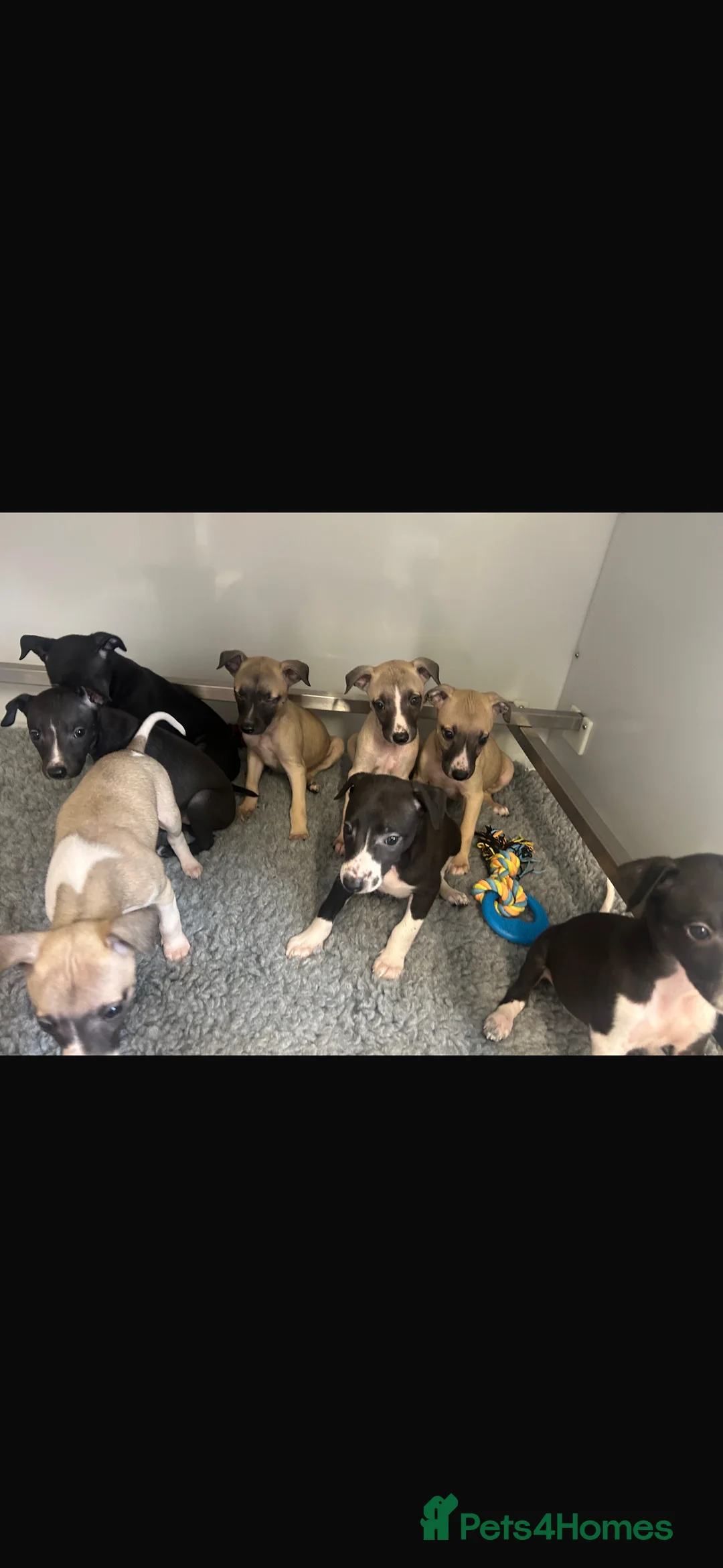 Whippet dogs for sale: KC REGISTERED WHIPPETS  in Liverpool - Advert 12