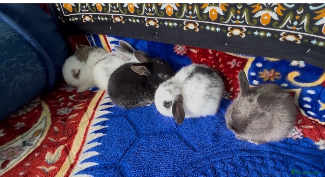 Mini Lop rabbits Mini lop rabbit  - Advert 1