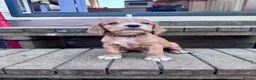 Cocker Spaniel dogs for sale: KC registered English Working Cocker Spaniels - Advert 21
