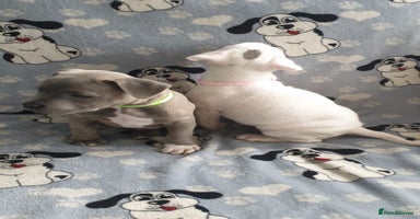 Staffordshire Bull Terrier dogs - Advert 7