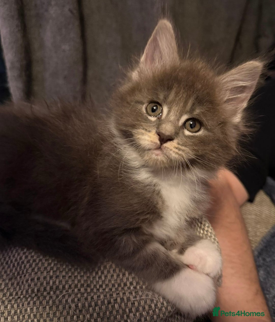 Maine Coon cats for sale: Full Maine coon kittens available  - Advert 16