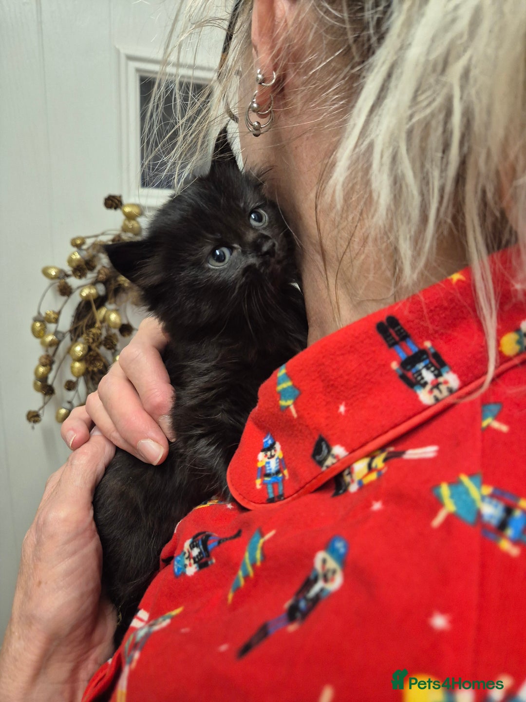 Mixed Breed cats for sale: 😺 VERY FRIENDLY KITTENS 😺 - Advert 28