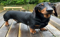 Miniature Dachshund dogs for stud: KC REGISTERED, STUNNING B & T MINIATURE DACHSHUND  in Carluke - Image 3