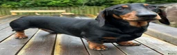 Miniature Dachshund dogs for stud: KC REGISTERED, STUNNING B & T MINIATURE DACHSHUND  in Carluke - Advert 3