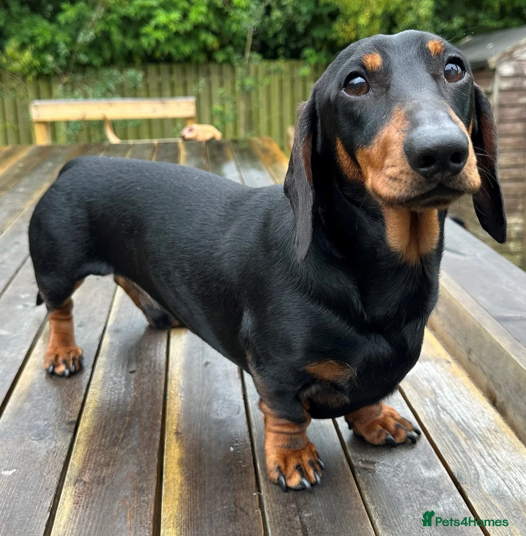 Miniature Dachshund dogs for stud: KC REGISTERED, STUNNING B & T MINIATURE DACHSHUND  in Carluke - Advert 3