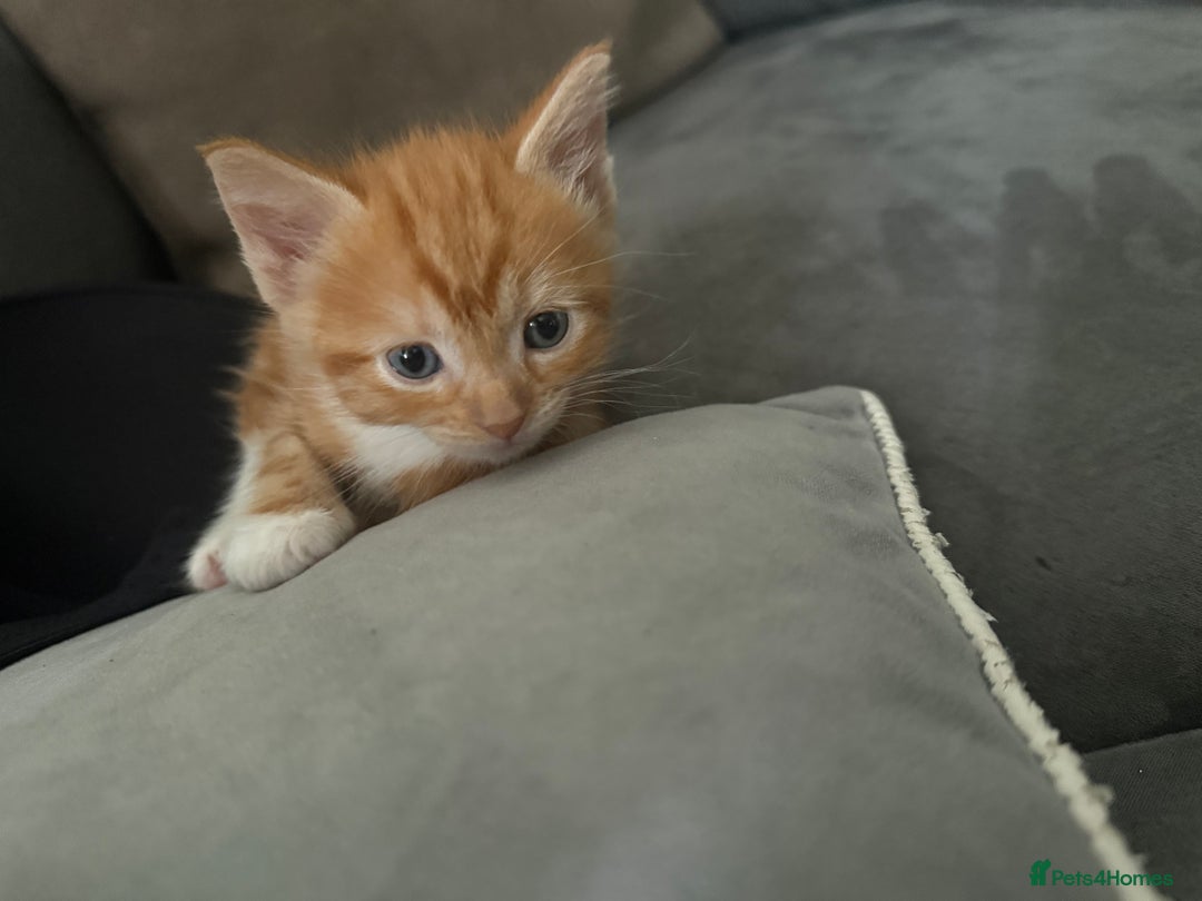 American Shorthair cats for sale: 4 beautiful kittens - Image 4