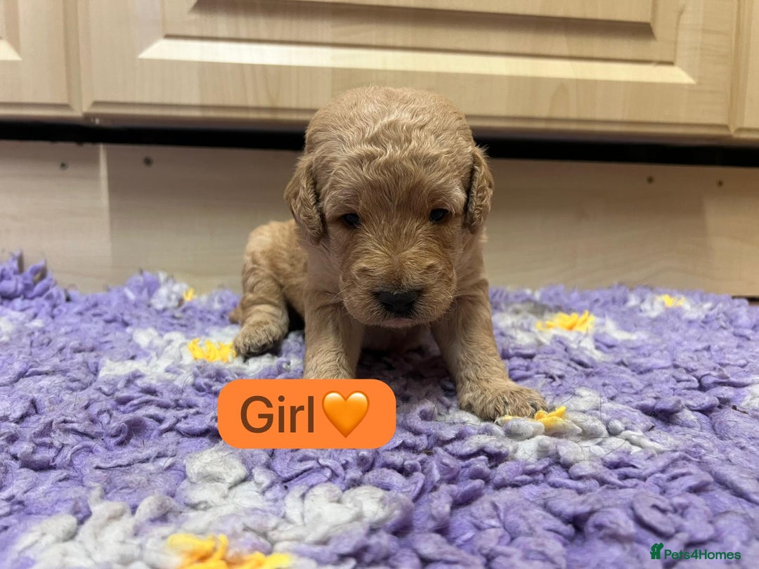 Labradoodle dogs for sale: Gorgeous labradoodle puppies - Advert 22