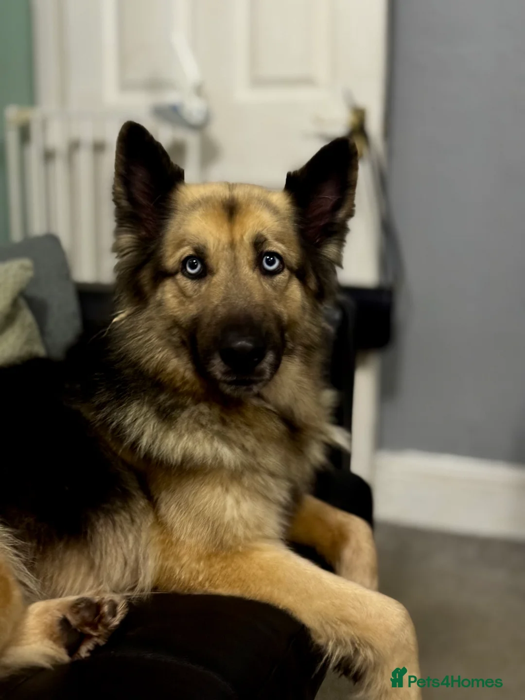 German Shepherd dogs for sale: German shepherd  - Advert 7