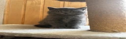 British Shorthair cats for sale: British shorthair kittens “Ready now” - Advert 5