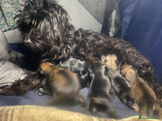 Mixed Breed dogs Beautiful malipom fluffy bundles of joy - Advert 1