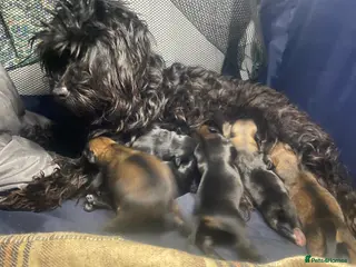 Mixed Breed dogs Maltipom puppies are now ready for new homes - Advert 2