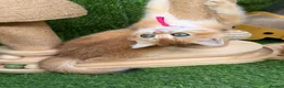 British Shorthair cats for sale: British Sh/Longhair golden kittens GCCF  - Advert 10