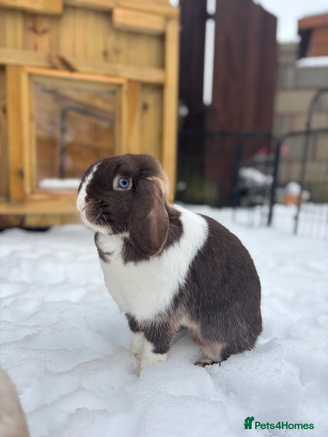 Mini Lop rabbits for sale: Female bunny princess  - Advert 2