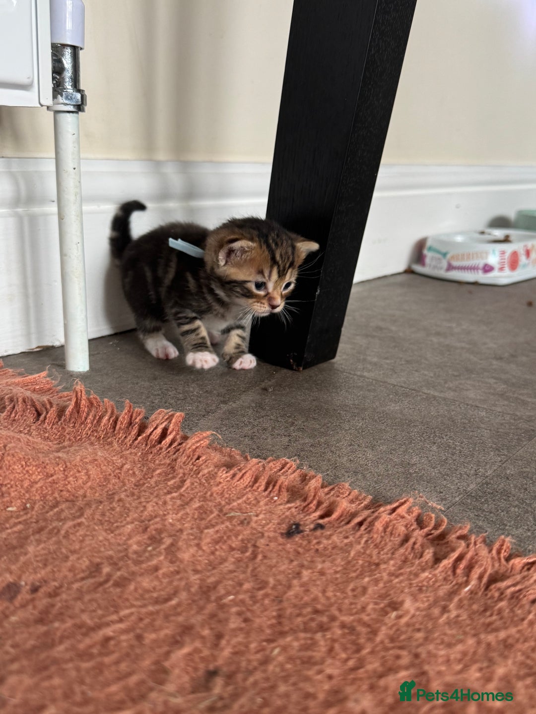 Mixed Breed cats for sale: Kittens looking for their new home  - Image 3