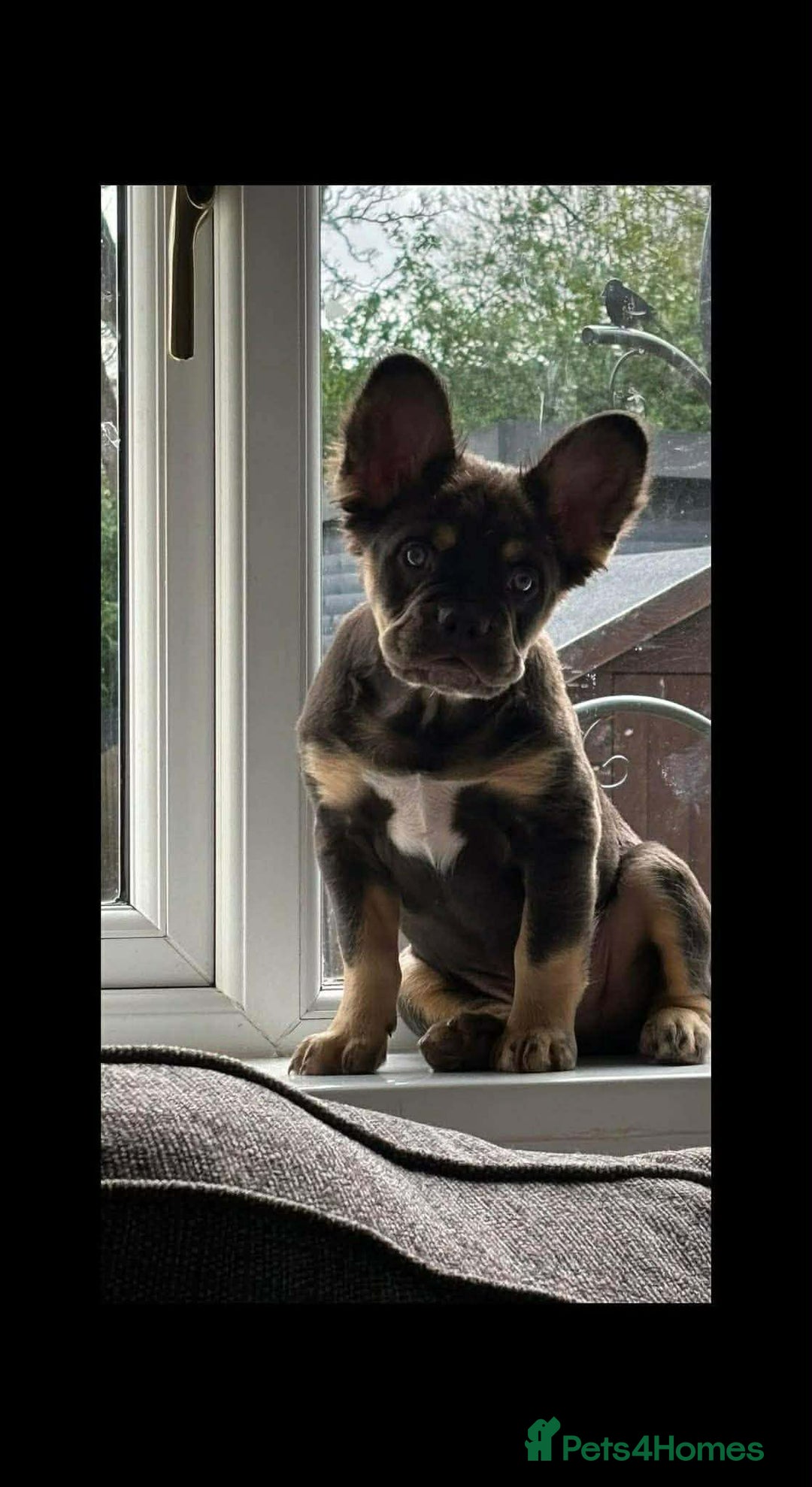 French Bulldog dogs for sale: 3 Beautiful French Bulldog Puppies  - Advert 10