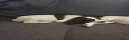 English Springer Spaniel dogs for sale: 2 kc registered boy dogs  in Buckley - Advert 4