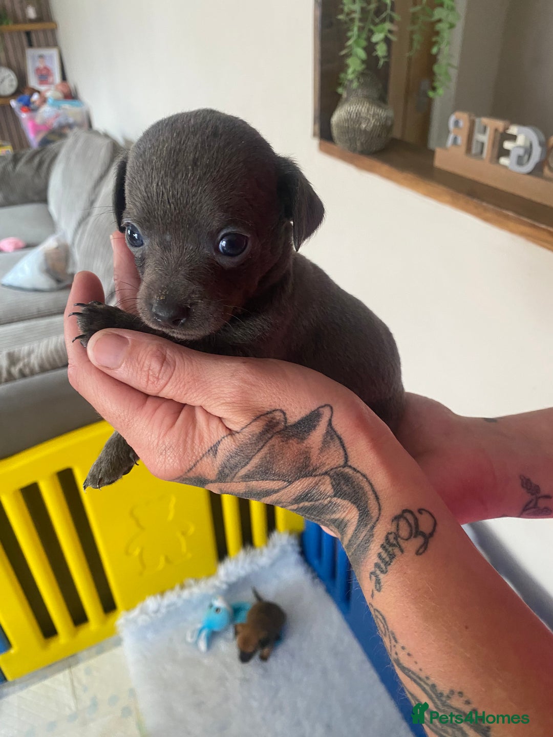 Mixed Breed dogs for sale: REDUCED only 2 left Tiny chiweenie puppy’s  - Image 35