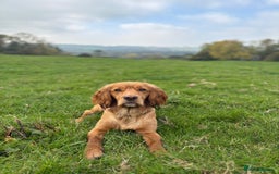 Cocker Spaniel dogs for sale: Upcoming Litter: KC Working Cocker Puppies - Image 36