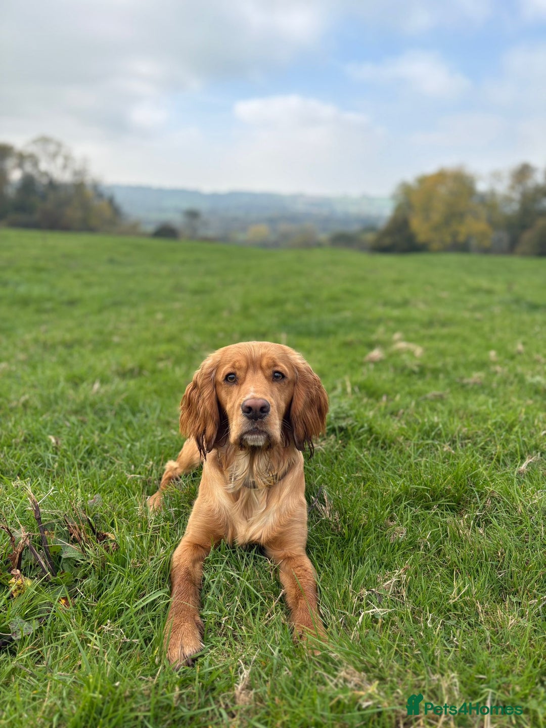 Cocker Spaniel dogs for sale: Upcoming Litter: KC Working Cocker Puppies - Image 36