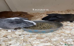 Guinea Pig rodents for sale:  3 boars for sale - Image 3