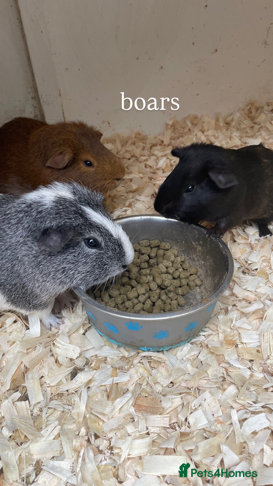 Guinea Pig rodents for sale:  3 boars for sale - Image 3