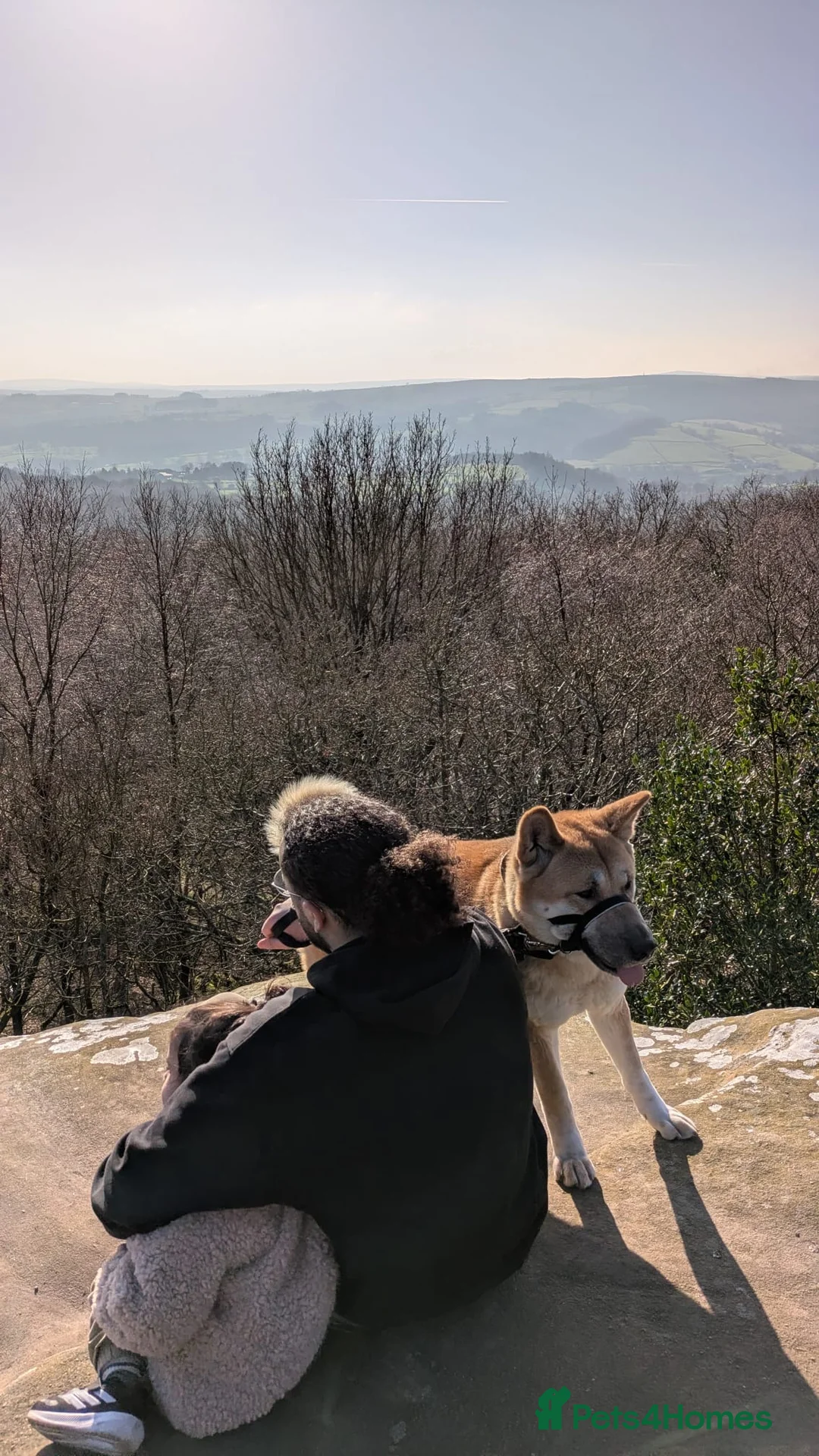 Akita dogs for sale: Akita dog for sale  - Advert 6