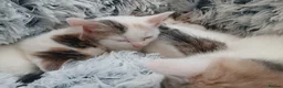 Mixed Breed cats for sale: Kittens - Advert 14