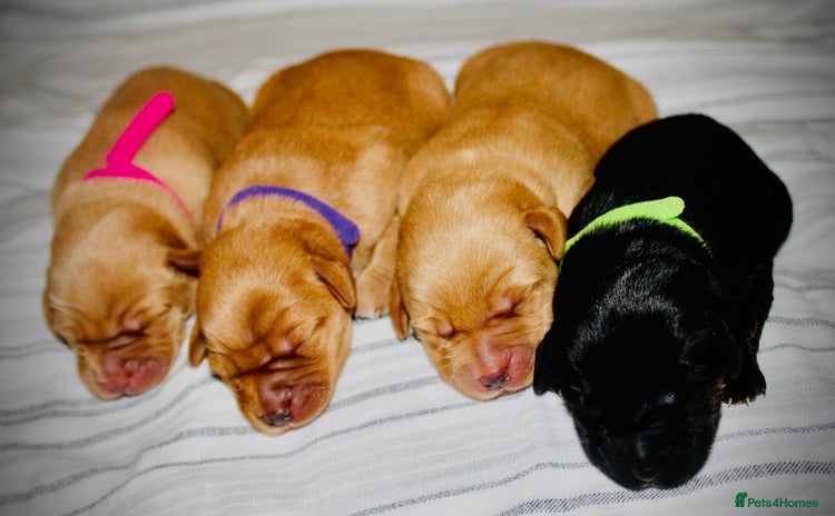 Cockerdor dogs - Advert 3