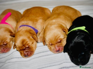 Cockerdor dogs - Advert 33