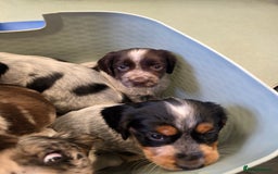 Cocker Spaniel dogs for sale: Kc registered mixed litter - Image 23