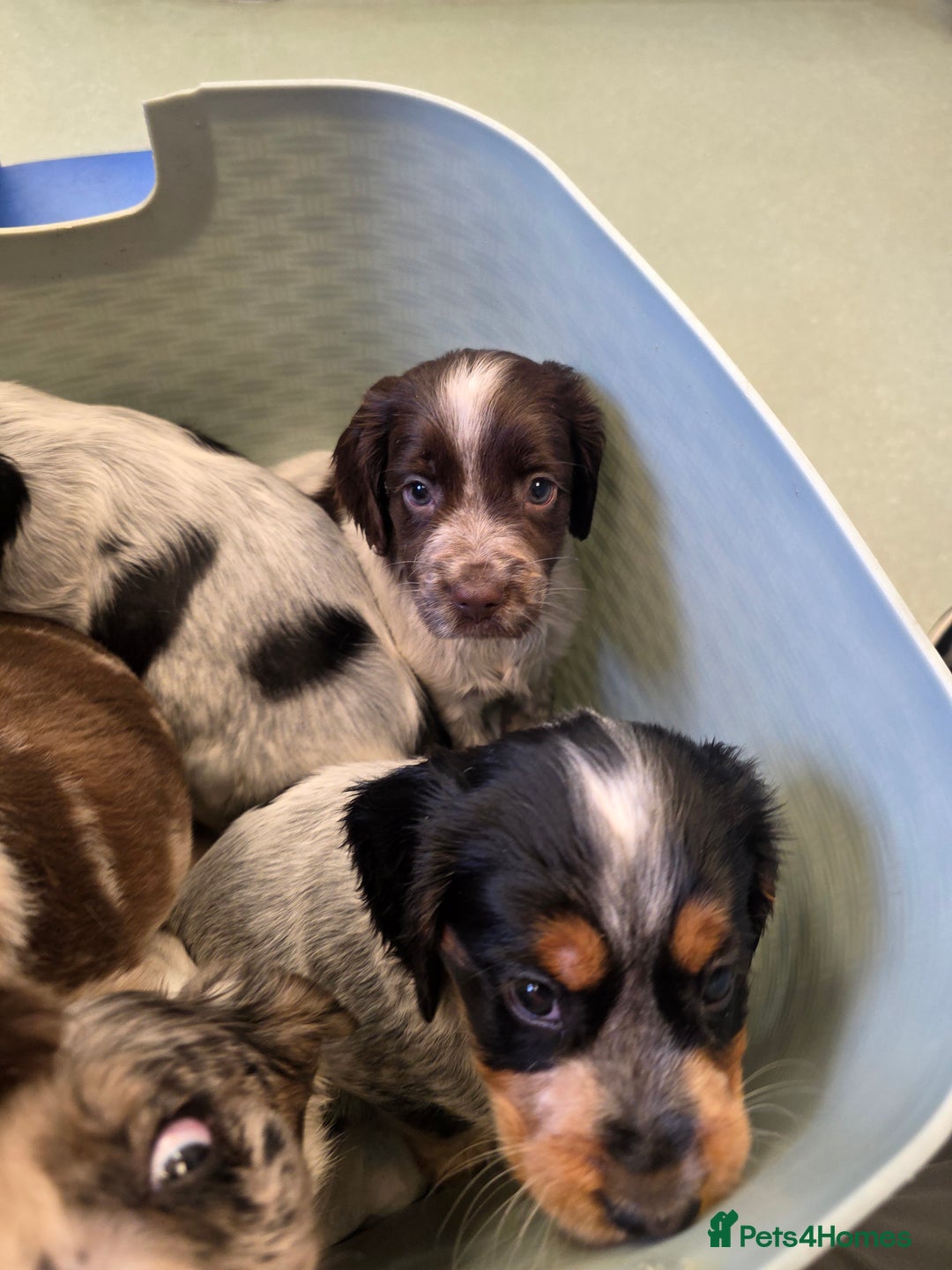 Cocker Spaniel dogs for sale: Kc registered mixed litter - Image 23
