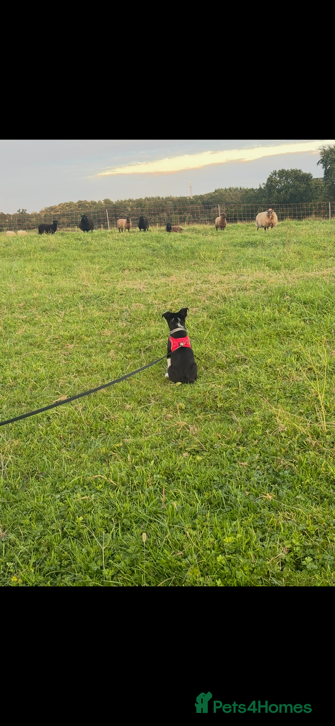 Border Collie dogs for sale: Zen Border Collie Pup - Image 2