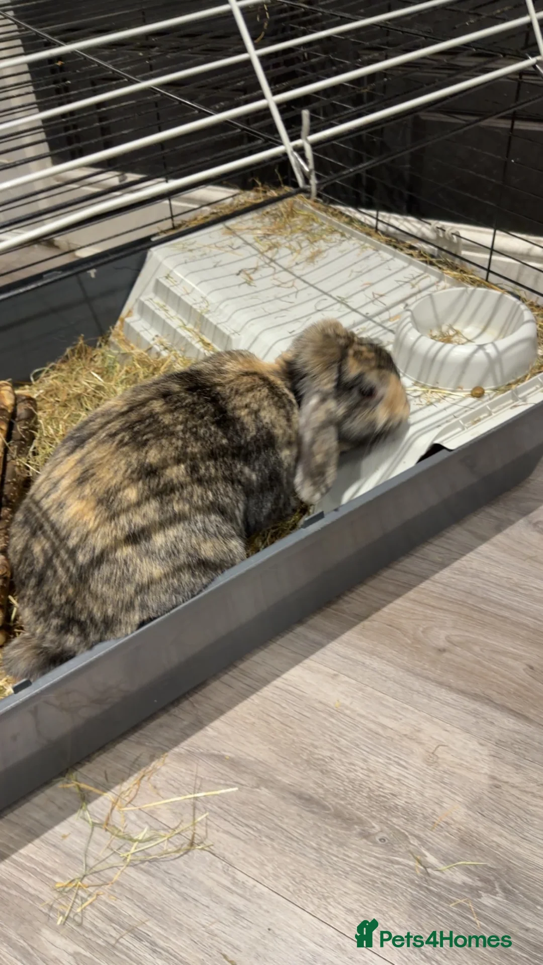 Mini Lop rabbits for sale: Mini Lop Bunny in Birmingham - Advert 5