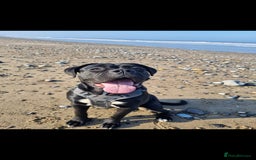 Mixed Breed dogs for sale: Mastiff x Rottweiler  - Image 18