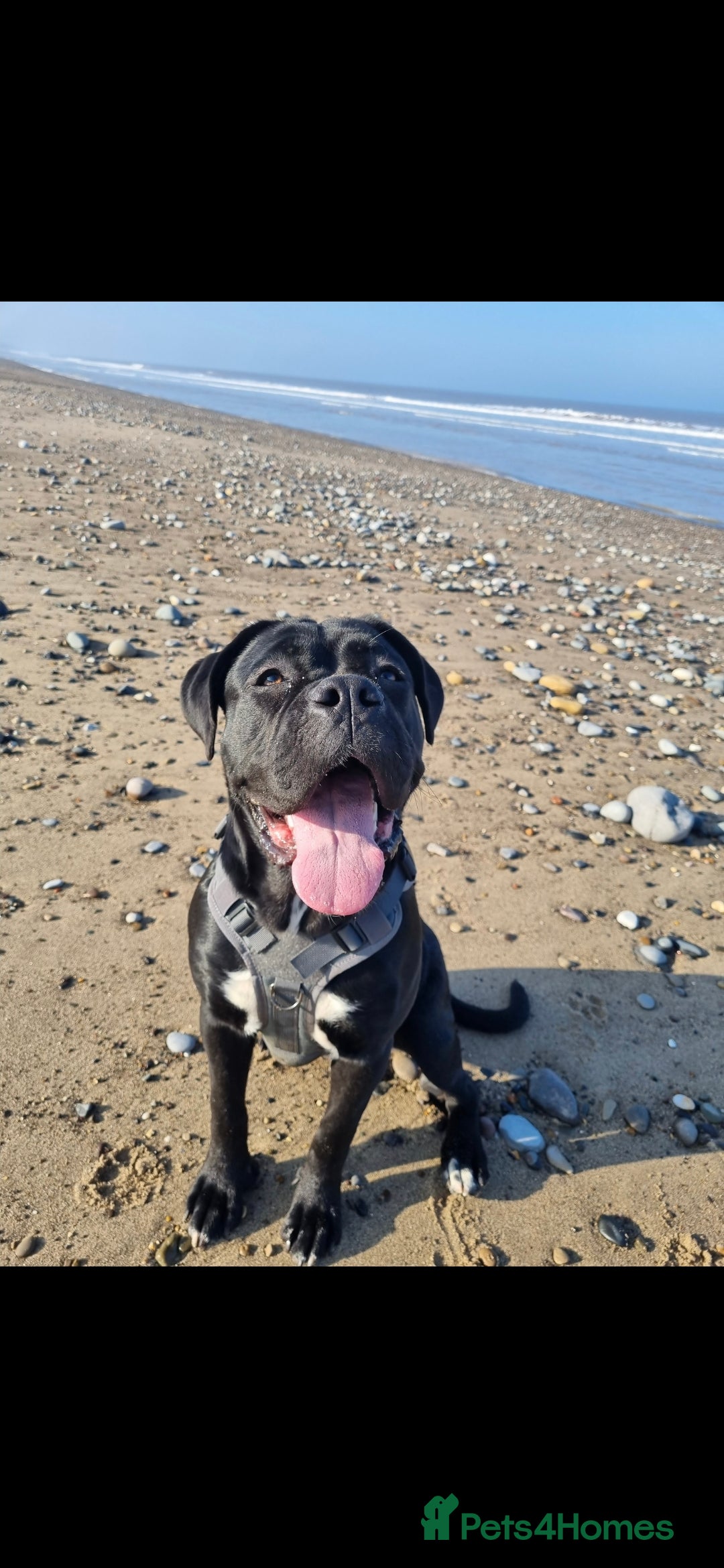 Mixed Breed dogs for sale: Mastiff x Rottweiler  - Image 18
