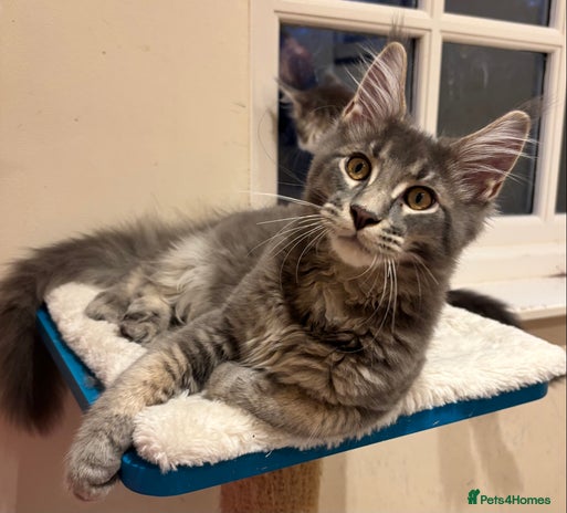 Maine Coon cats in Nantwich - Advert 6