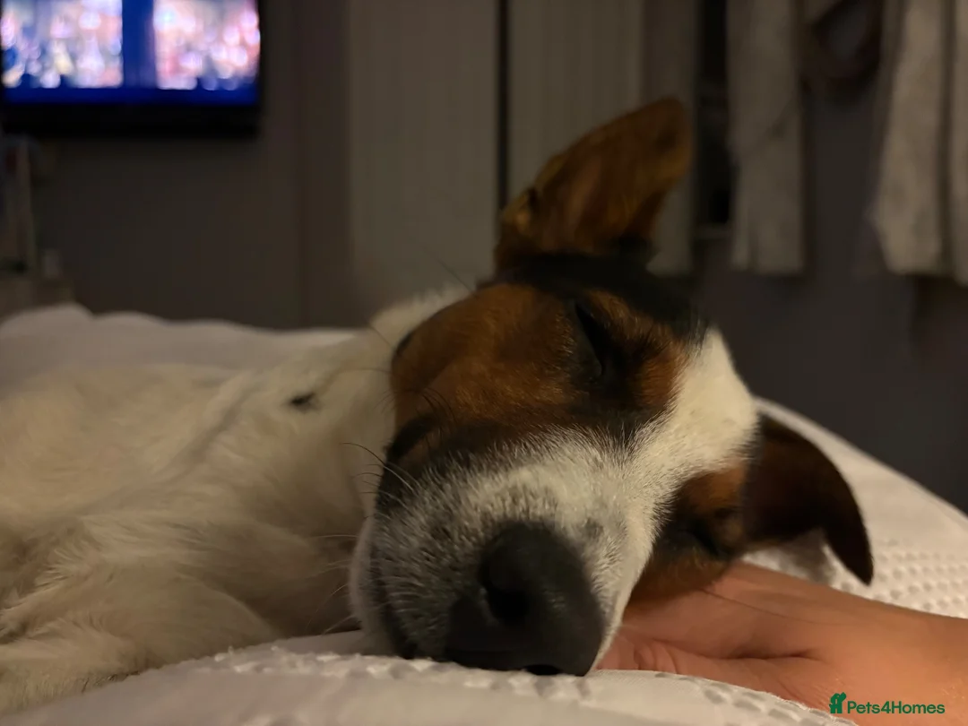 Jack Russell dogs for stud: Reggie  in Swindon - Advert 5