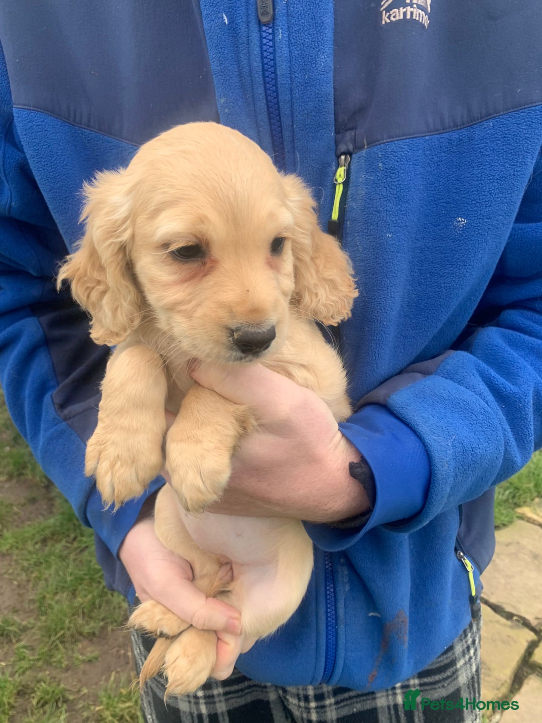 Sprocker dogs for sale: Stunning Sprocker pups - Image 3